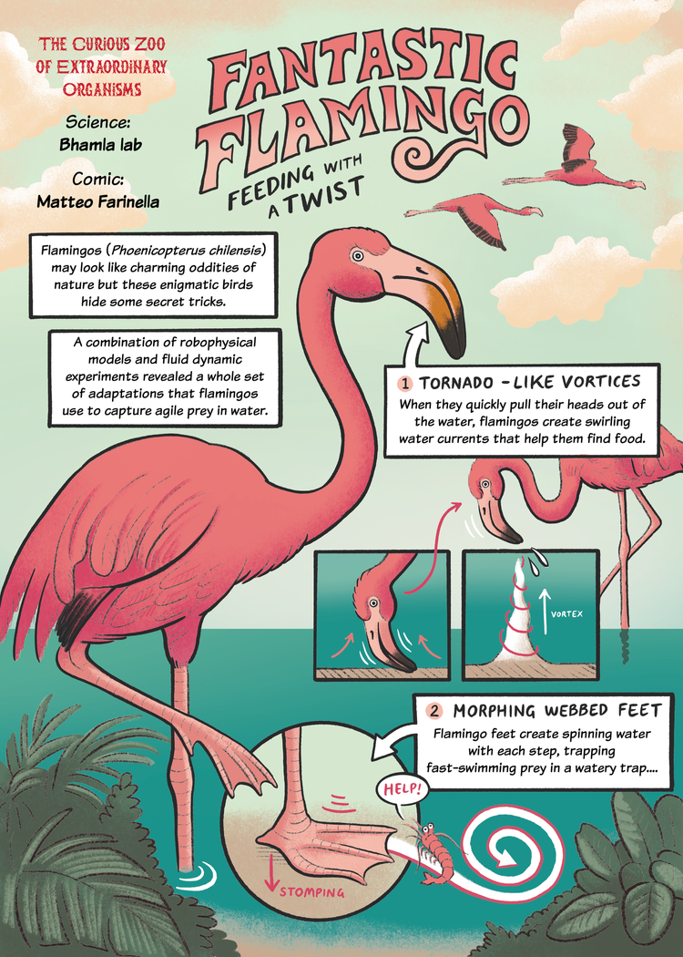 Flamingo p1