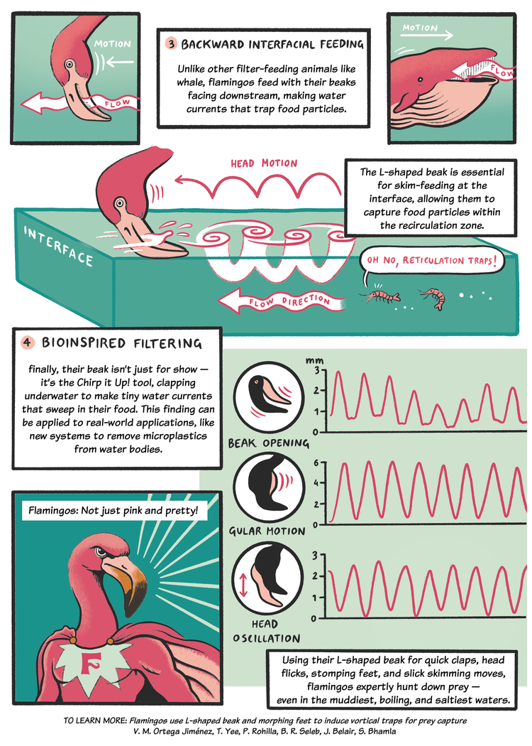 Flamingo p2